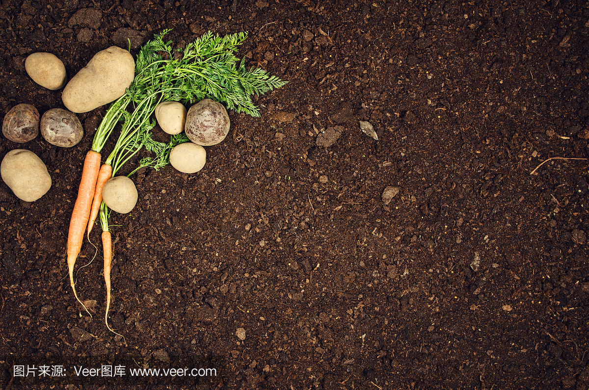 生的天然蔬菜食品。马铃薯俯视图自然土壤背景